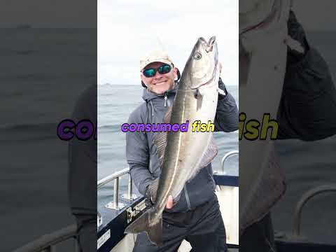 11 Fish Every Healthy Eater Should Know! #health #shorts #healthylifestyle #nutritiontips