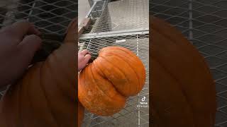Double Cheeked Up Pumpkin