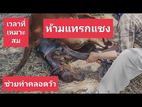 วิธีทำคลอดวัว - อาชีพสร้างรายได้channel