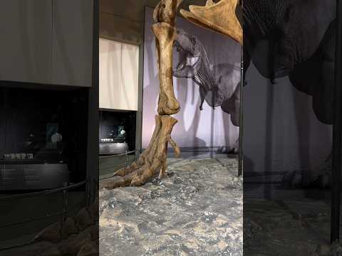 Dinosaur 🦖 T-Rex / Raptor #dinosaur #jurassicpark #trex