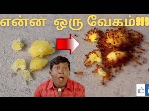 பூந்தியை கபளீகரம் செய்த எறும்பு | ANT vs Boonthi