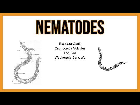 Nematodes (TISSUE parasites)