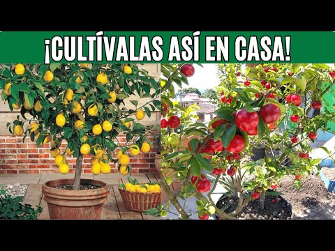 Los 10 MEJORES ÁRBOLES FRUTALES para Cultivar en MACETAS!