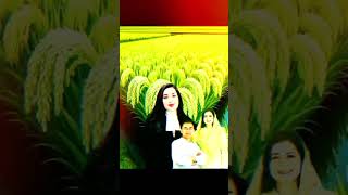 follow me more watching bnp 🌾🌾💯🌾🌾💯🌾🌾💯🌾🌾💯 #bnpnews24 #viralvideo #bnp #tariquerahman
