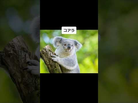 毛がなくなった動物 #shorts #wisdom