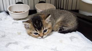 Here’s a kitten who got sleepy while playing with a toy that rolls around…