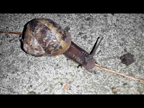 night snail 🐌