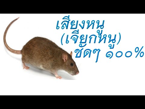 เสียงหนู เสียงเจียกหนู 2021 Rattus ชัดๆ