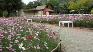 ทุ่งคอสมอส @The Blooms Orchid Park เช้านี้บานสะพรั่งมากขึ้น ...สดชื่นครับ