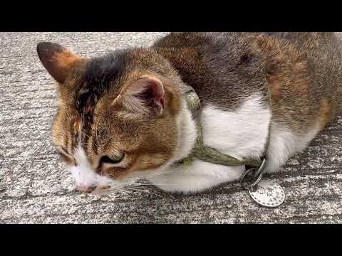 柴灣漁灣街巿鴻記"叉燒" ｜香港明星貓｜the Cat｜Chai Wan｜ Hong Kong