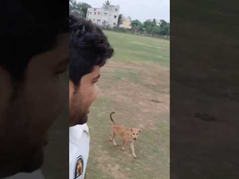 Funny dogs! Cricket Adutai anukunta #cricket #gullycrickettelugu #ipl #cricketbat #cricketlover