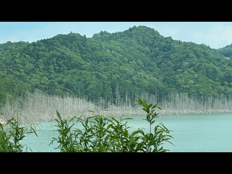 30センチ以下はいないのかー⁉️Ｓカメラver