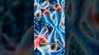 What are telomeres? Explained in 60 seconds! #telomeres #aging