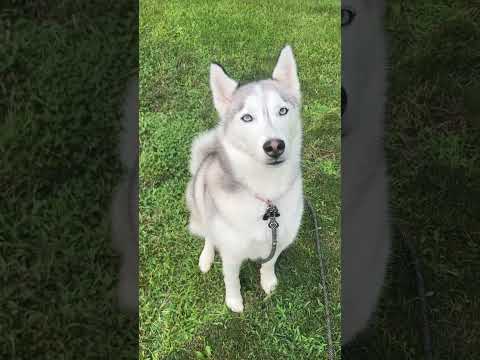 Pup enjoys yummy treats #Husky