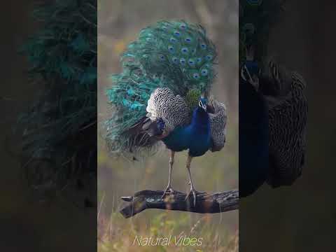 The Most Beautiful Peacock Ever Seen 🥺❤️💕#peacock #wildlife #naturelovers #shorts