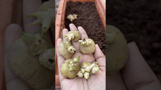 Potatoes pot lo vesam #shorts #usateluguvlog #usateluguvlogs #backyardgardening #food