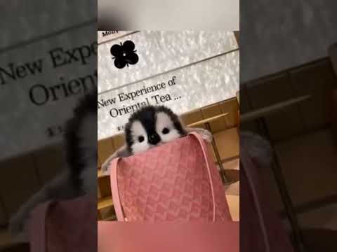 I'll secretly take you in to eat delicious food.#pet #penguin #babyanimals #fluffy #cuteanimal#pet