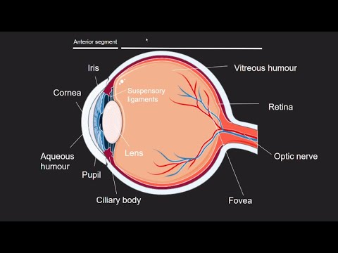 Do you actually see?