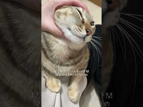 嫉妬深いねこども　#猫 #猫のいる暮らし #ネコズ #cat