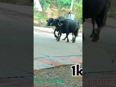 🤣#funny and #viral #trending #shortsvideo #cricket