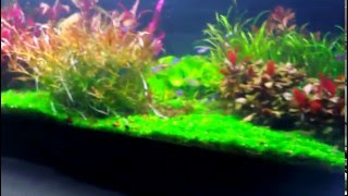 Planted Tank - Wet Dream