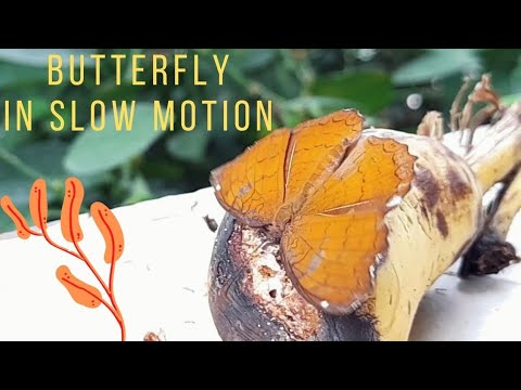 Orange Butterfly in my garden | வண்ணத்துபூச்சி | பட்டாம்பூச்சி