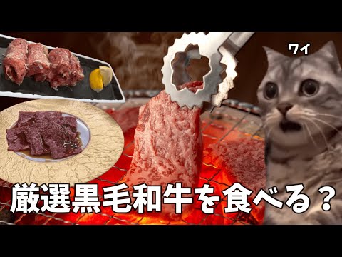 【焼肉】新店の焼き肉屋で黒毛和牛の焼きすきと上タン塩を贅沢にハイボールでキメた後にライスとユッケジャンスープで優勝する話【蔵王牛】#猫ミーム #猫マニ