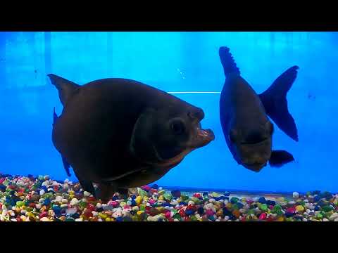 मत्स्यालय रत्नागिरी | Fish Musium Ratnagiri#travelwithfamily