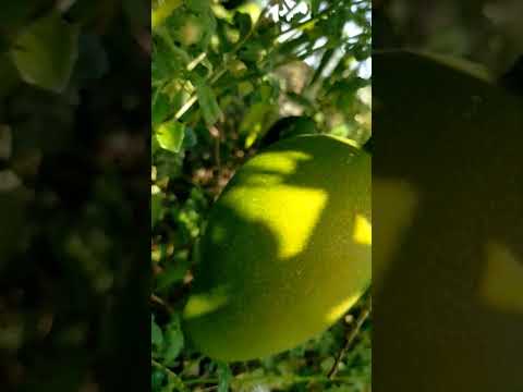 suvarnrekha mango tree,