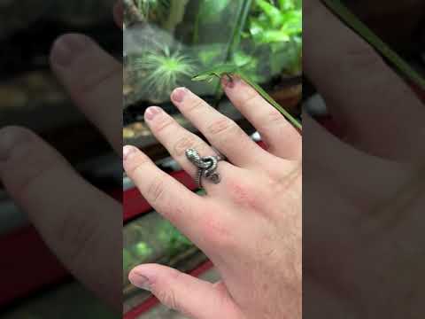 Most UNDERRATED Pet Lizards Ever!! *RARE* #shorts #animals #reptiles #science