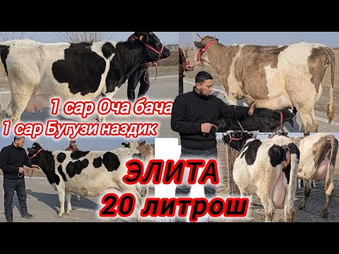 1-САР ОЧА БАЧА 20 литр шири Ва 1-САР БУГУЗИ Наздик Элита 15 лит шир 14-Феврал