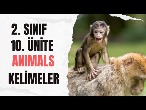 2. SINIF İNGİLİZCE 10. ÜNİTE ANIMALS KELİMELER
