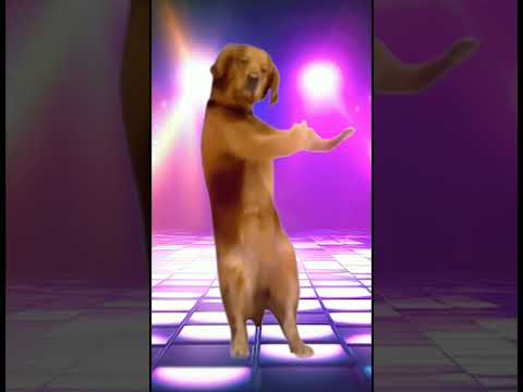#always #youtubeshorts #funny #dogs #dogeshkiduniya #dogeshbhai ✨👀👀😁😂😃😂🤣😁😂