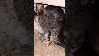 Giant Brahma Rooster #shorts #giant #brahma #rooster #roosters #brahmachicken #viralshorts