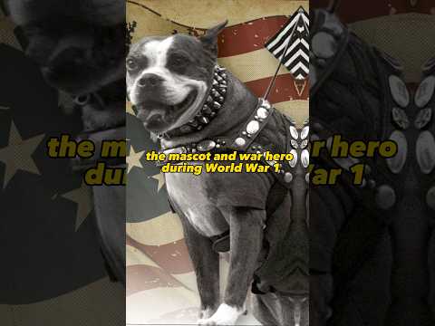 Sgt. Stubby - American War Hero And Most Decorative Dog Of WW1 🏅(Full Video On My YT Channel) #ww1