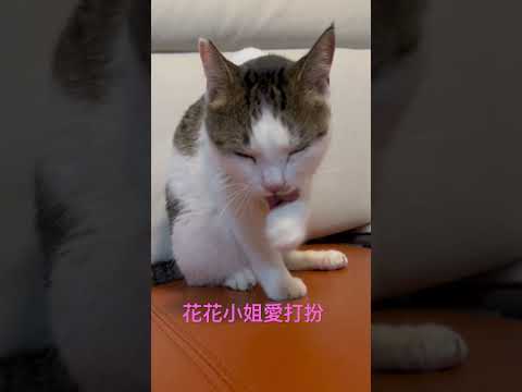 領養的流浪貓原是個超美的小美女❤️❤️❤️