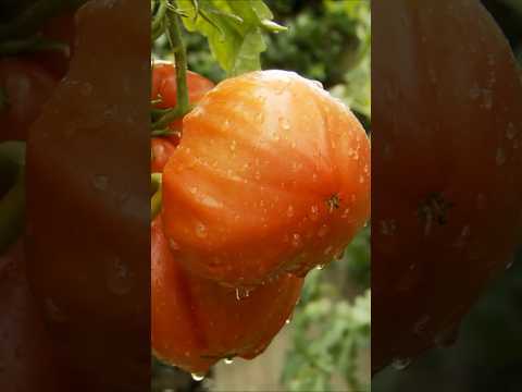You'll grow giant tomatoes if you do THIS