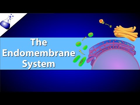 The Endomembrane System