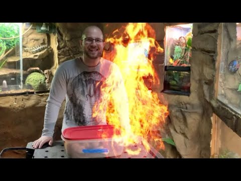 This ball python clutch is literally 🔥 FIRE 🔥.