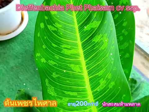 #ต้นเพชรไพศาลDieffenbachia Phet Phaisarn cv.ssp.👉สวยสมบูรณ์แบบ👉น่าเก็บสะสม