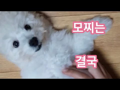 강아지는 집에서 키우는거 아니라던 아빠 결국엔...아빠반응