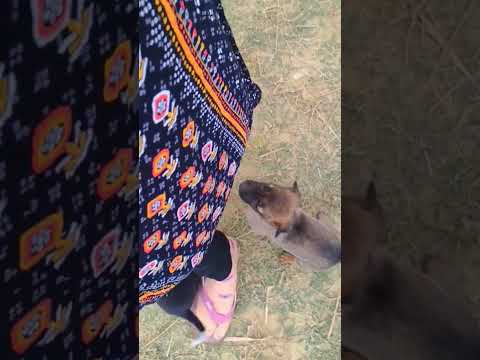 (part 3)#gaamilifestyle #viralshort #cutepuppy #mastitime😂😅