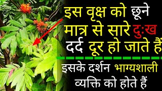 Just touching this tree can alleviate pain and suffering. Only the fortunate get to see it.