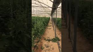 MAJRA LABOUR ALVI CODE 356