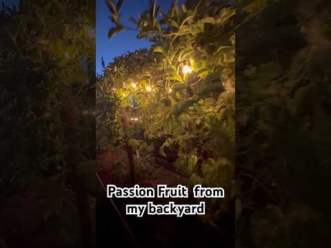 Passion fruit from my backyard l #sanjose #passionfruit #malayalam #california #garden #gardening