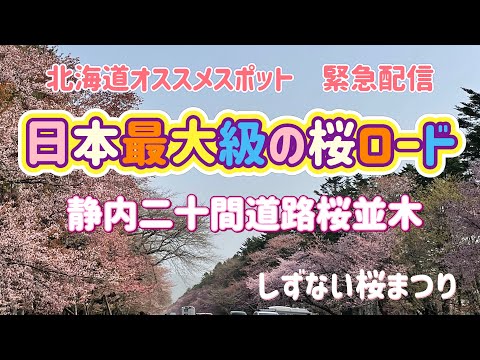 [北海道旅行]日本最大級の桜ロード！新ひだか町静内の二十間道路桜並木