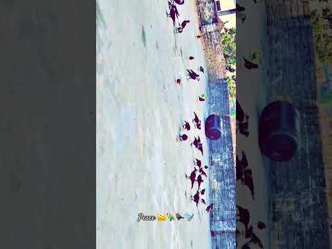 #birds #birdsfeeding #peace #birdssinging #youtubeshorts