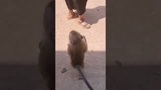 Lovely little Shally ran happily behind her mother. #animal #monkey #dailyanimals #yaya #shally