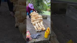 Why Thailand Grows Coconut Trees Just to Cut Them Down