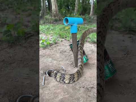 OMG BIG SNAKE TRAP 2024